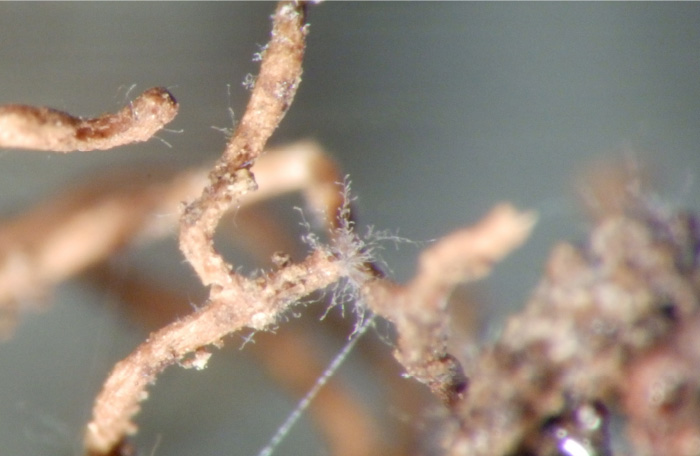 共生菌の菌糸