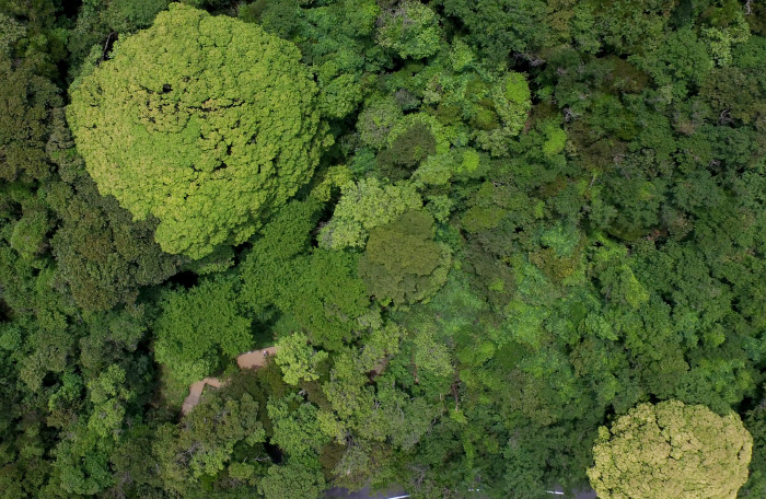 ドローンによる林分調査